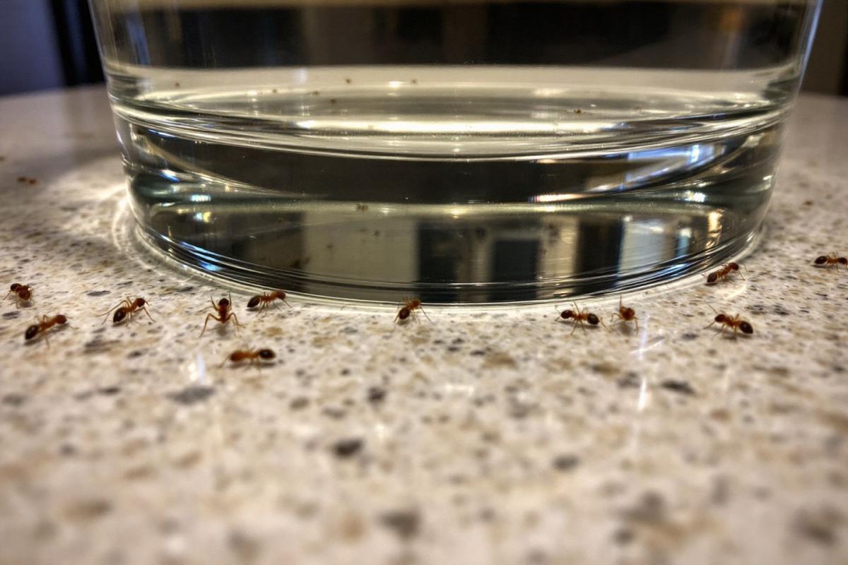 Les fourmis reviennent : le marc de café ne fonctionne pas, mais l'eau est efficace